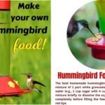 Hummingbird Food Recipe
