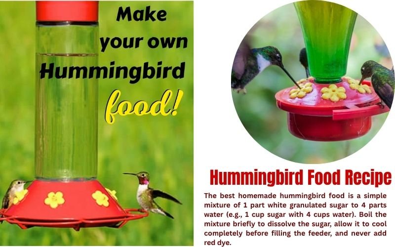 Hummingbird Food Recipe